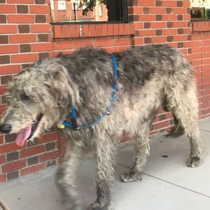 Meet your Posher, Grayson